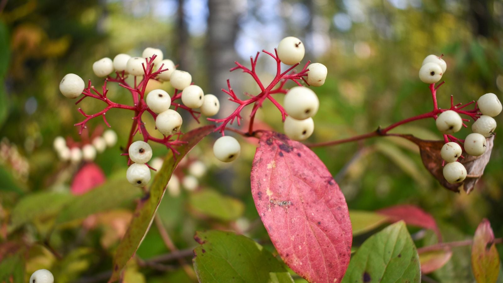 A close-up shot of a composition of weird looking white berries on red stems, showcasing plants that will kill you