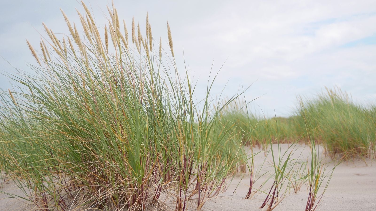 A close-up shot of a composition of tall, slender, green colored grass blades of the Ammophila Arenaria