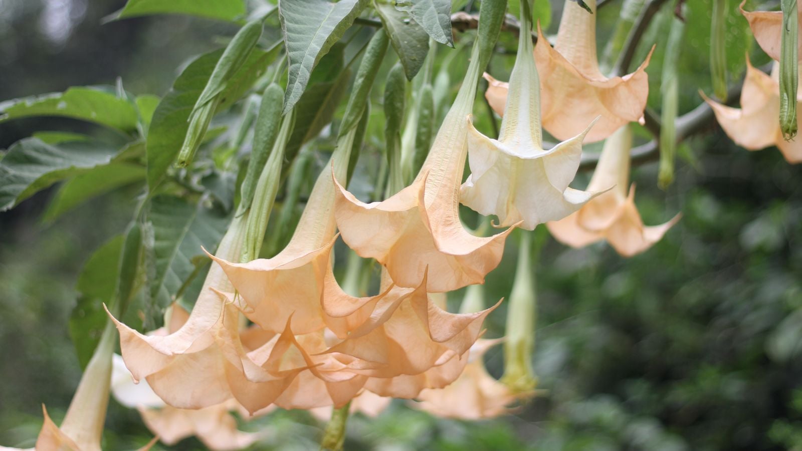A close-up shot of a composition of dangling, trumpet shaped blooms of the Angel's Trumpets, all situated in a well lit area outdoors