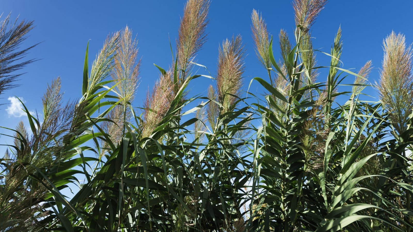 A close-up and base-angle shot of a composition of tall green reeds of the Arundo Donax, all situated in a well lit area outdoors