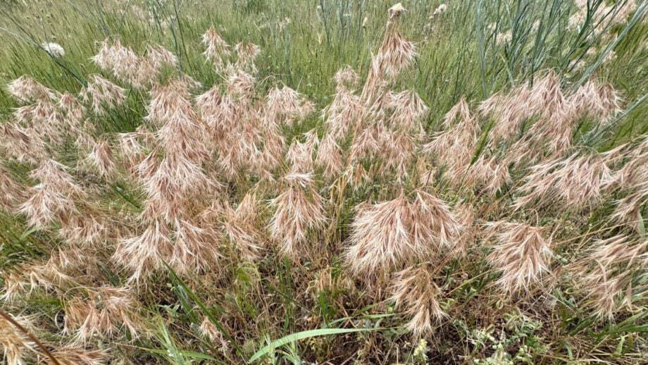 The 43 Most Invasive Plant Species in California