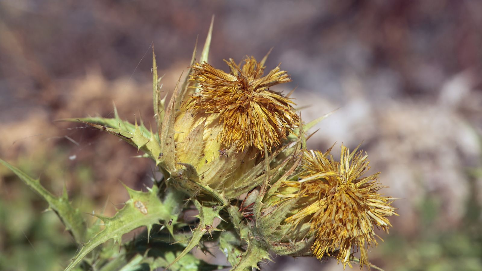 A close-up shot of a composition of yellow, wooly, flowers along spiky, green foliage of the Carthamus lanatus