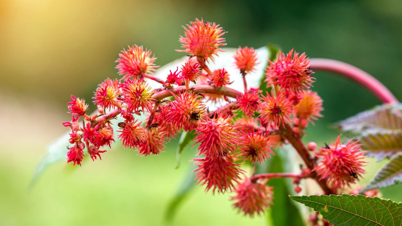 A close-up shot of a composition of spiky red colored flowers on red stems of the Castor Plants