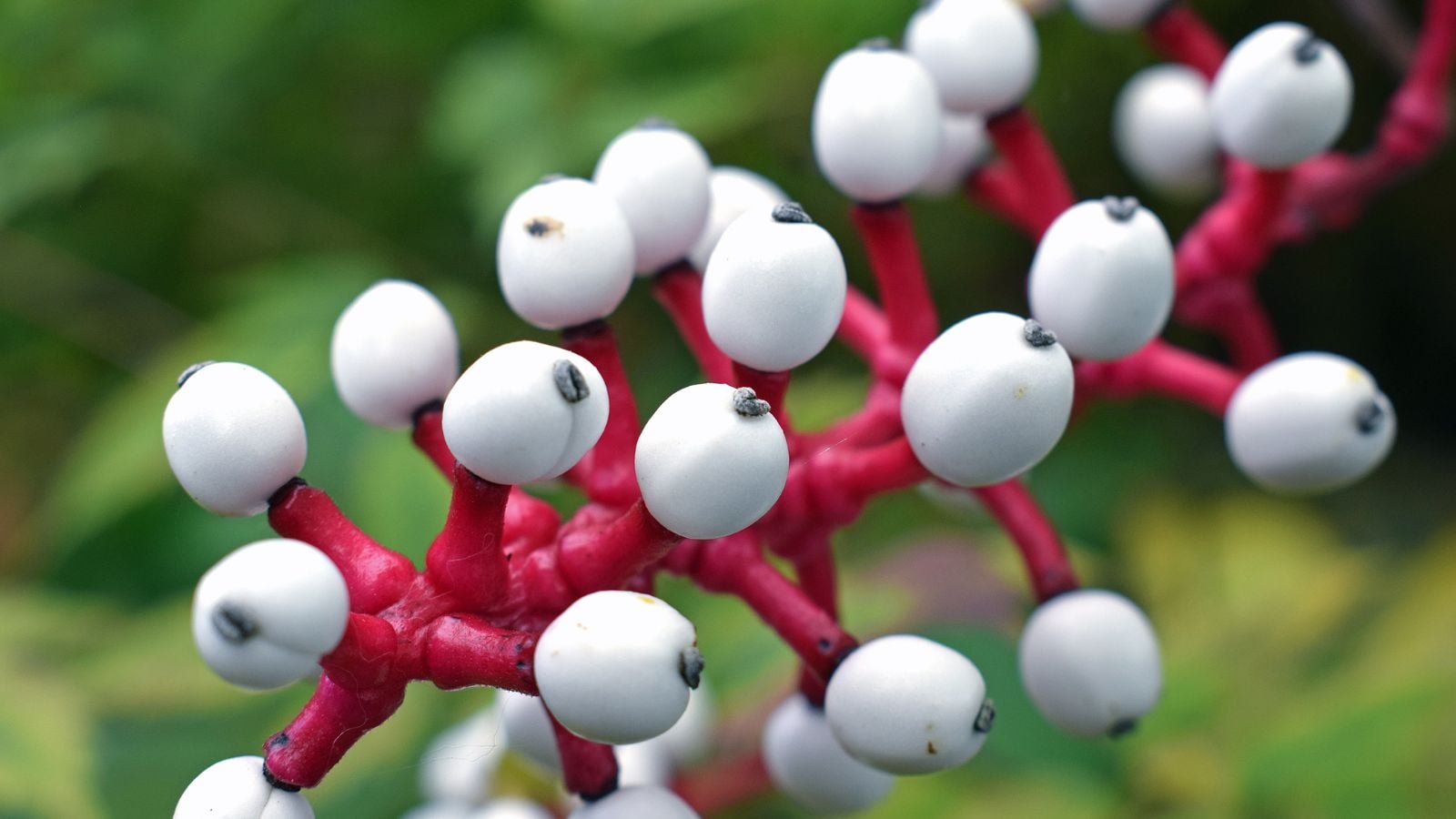A close-up shot of a composition of white colored berries on thick red-pink stems called the Doll's Eyes