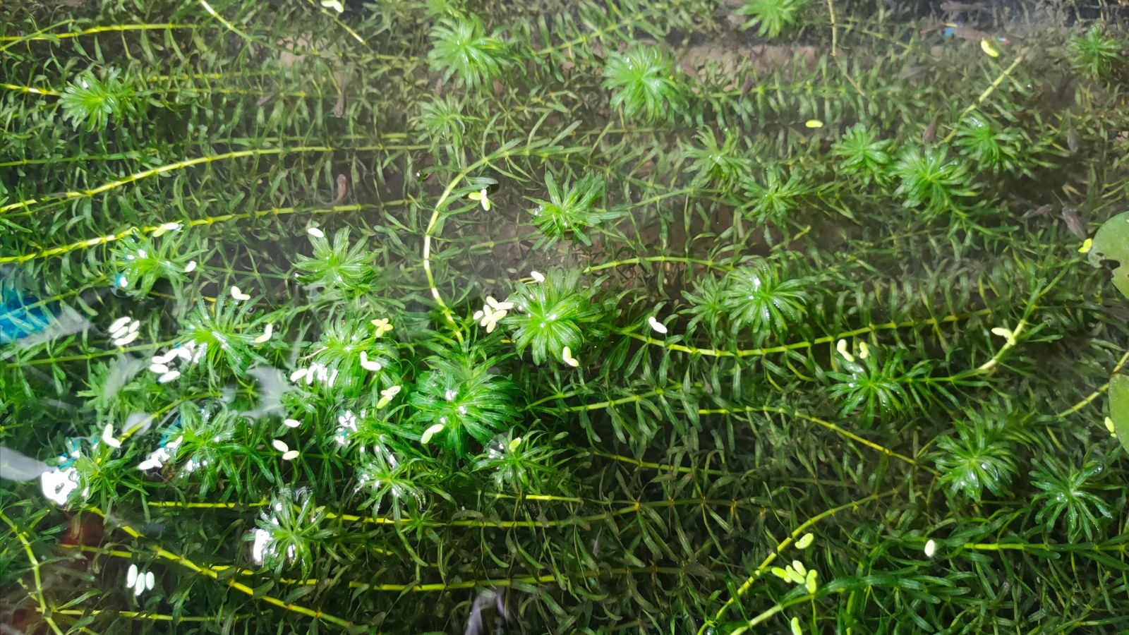 A close-up and overhead shot of a composition of dense green leaves of the Egeria Densa, placed underwater outdoors