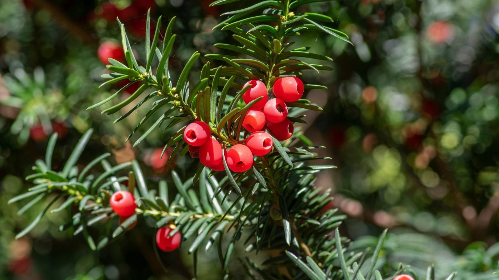 A close-up shot of a composition of round, red fruits and slender leaves of the English Yew