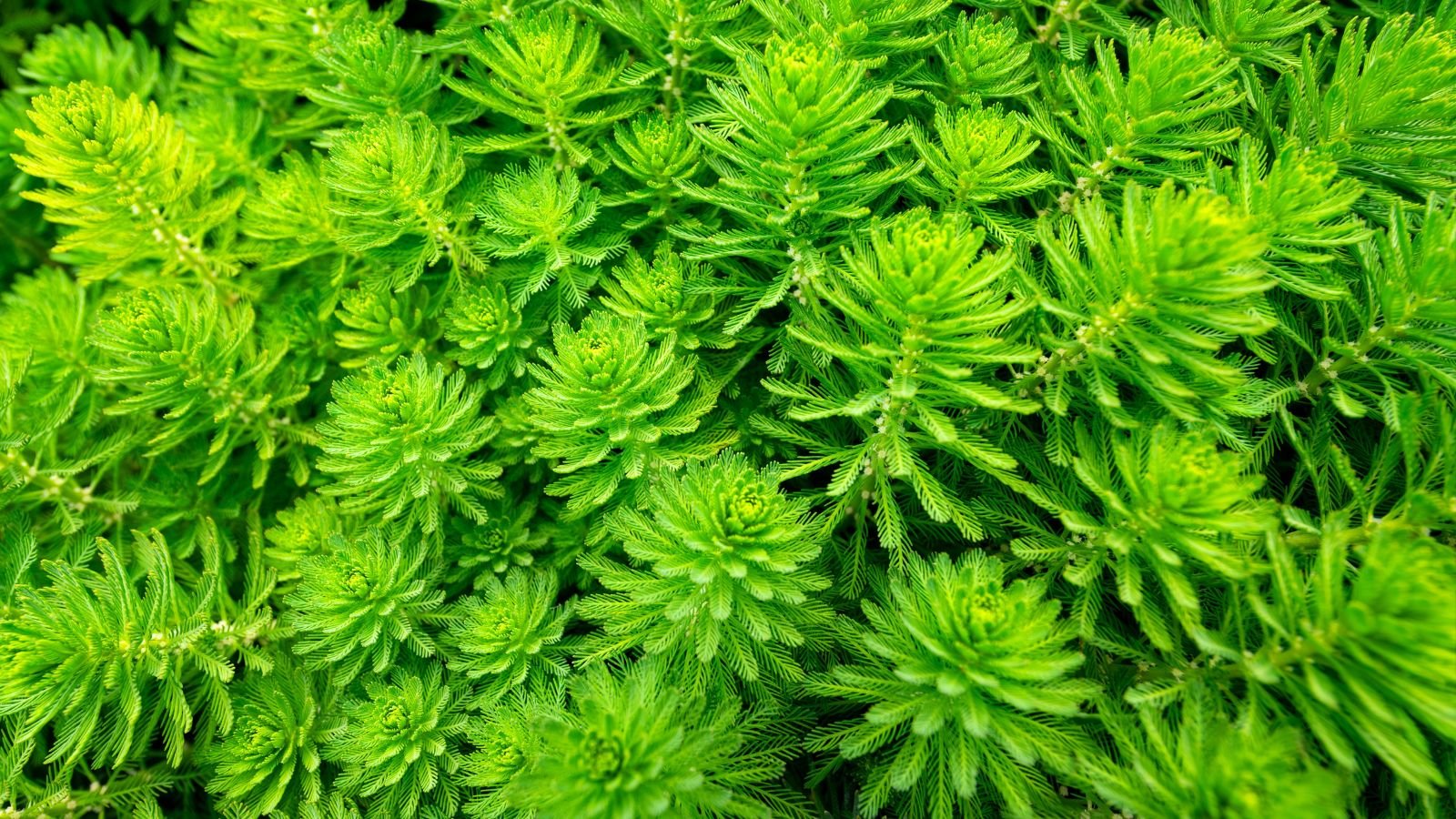 An overhead and close-up shot of a composition of slender and feathery leaves of the Myriophyllum Aquaticum