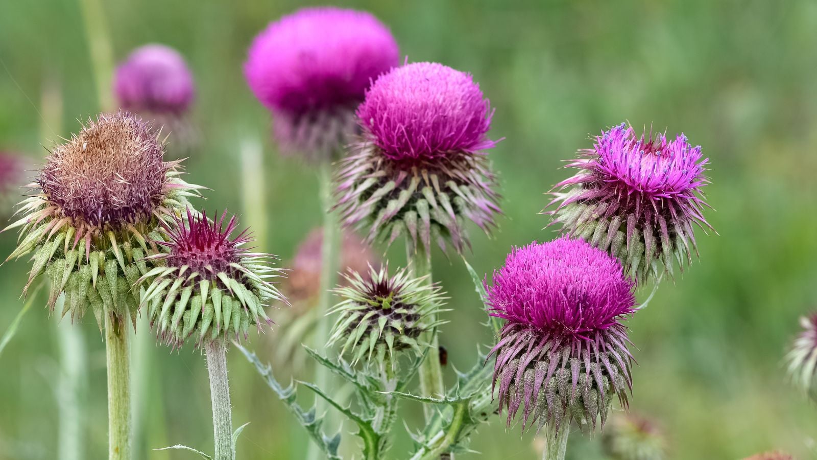 A close-up shot of a small composition of spiky purple colored flowers atop grey-green stems of the Onopordum Acanthium