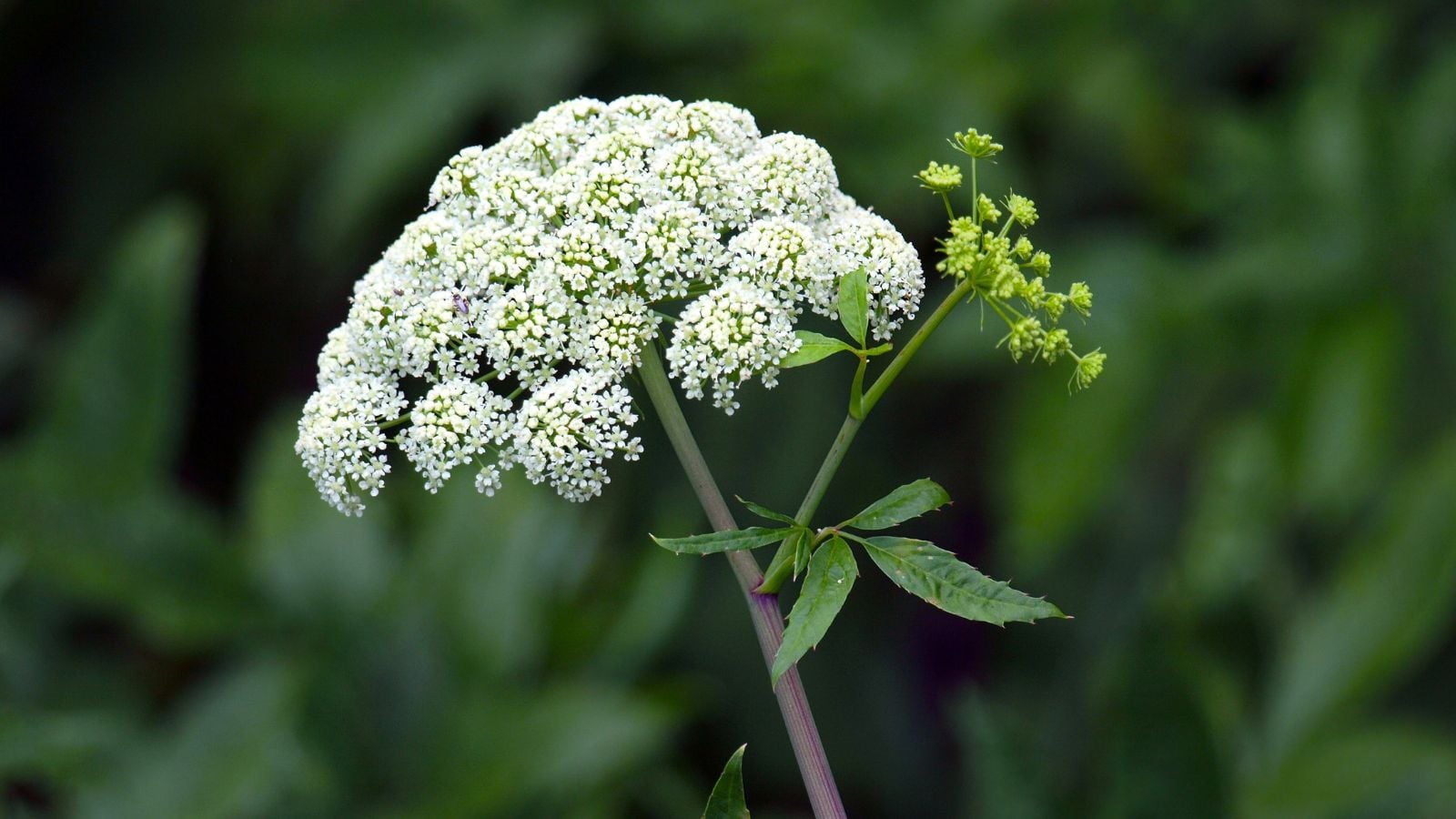 A close-up shot of a cluster of dainty white colored flowers on a purple stem, called the Water Hemlock