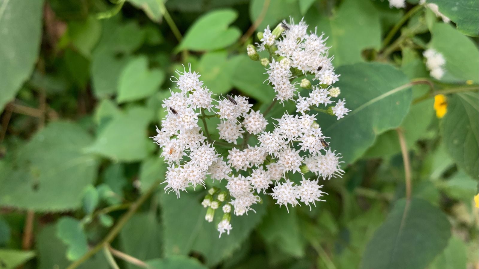 A close-up and overhead shot of dainty white flowers and green leaves of the White Snakeroot, all developing in a well lit area outdoors