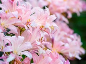 A close-up shot of a composition of vibrant pink colored Lilies, showcasing summer flowers to plant
