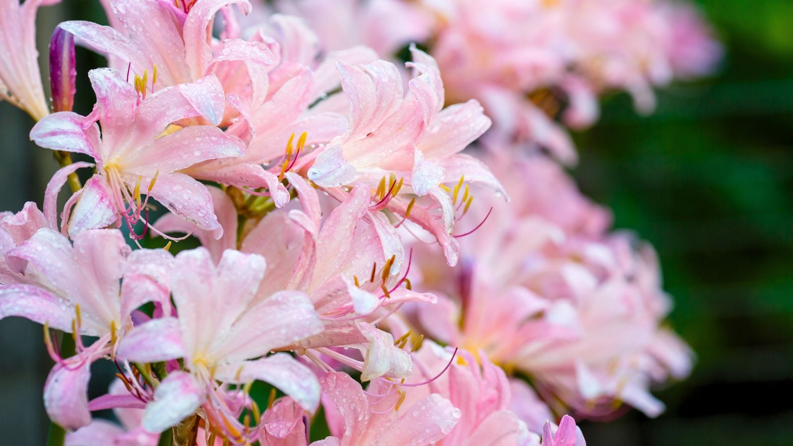 A close-up shot of a composition of vibrant pink colored Lilies, showcasing summer flowers to plant