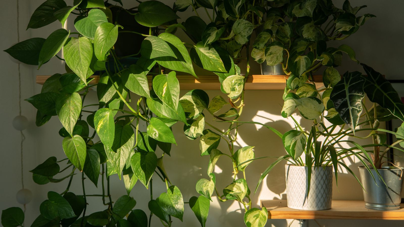 Best plants for sleep with some greens placed on a shelf while others are in pots, all placed somewhere with warm sunlight