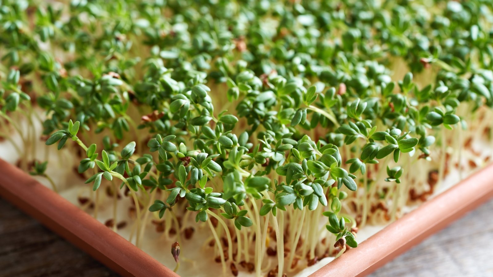 A red plastic tray filled with densely packed green sprouts with thin stems and tiny leaves sits on a wooden table, their vibrant colors contrasting with the pale surface.