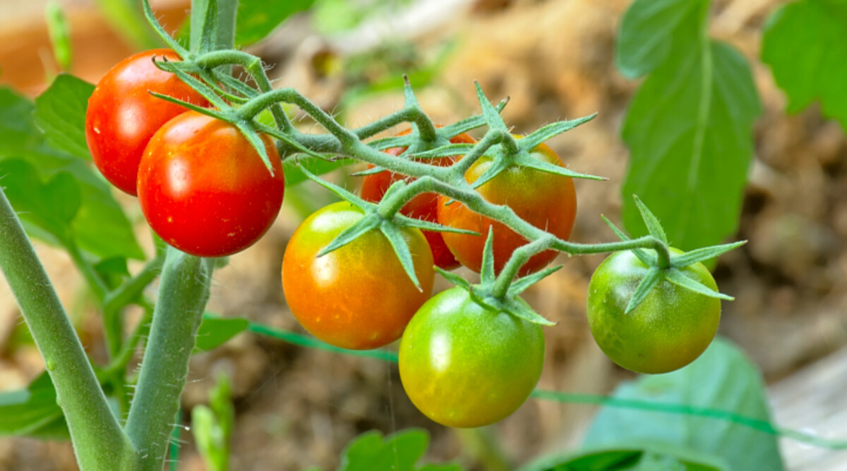 How to Ripen Tomatoes Inside (Step By Step) - Epic Gardening