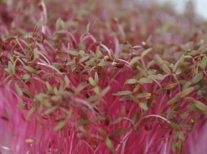 Red Amaranth microgreens.