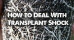 How to Deal With Transplant Shock - Epic Gardening