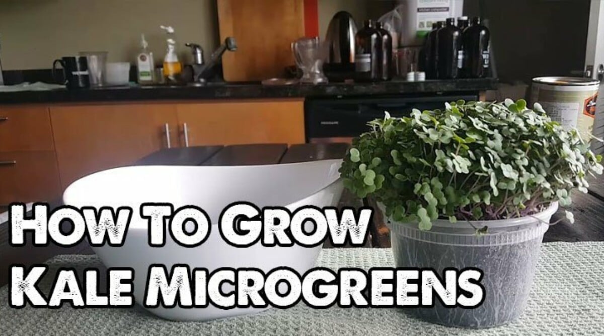 How to Grow Kale Microgreens Fast and Easy Epic Gardening