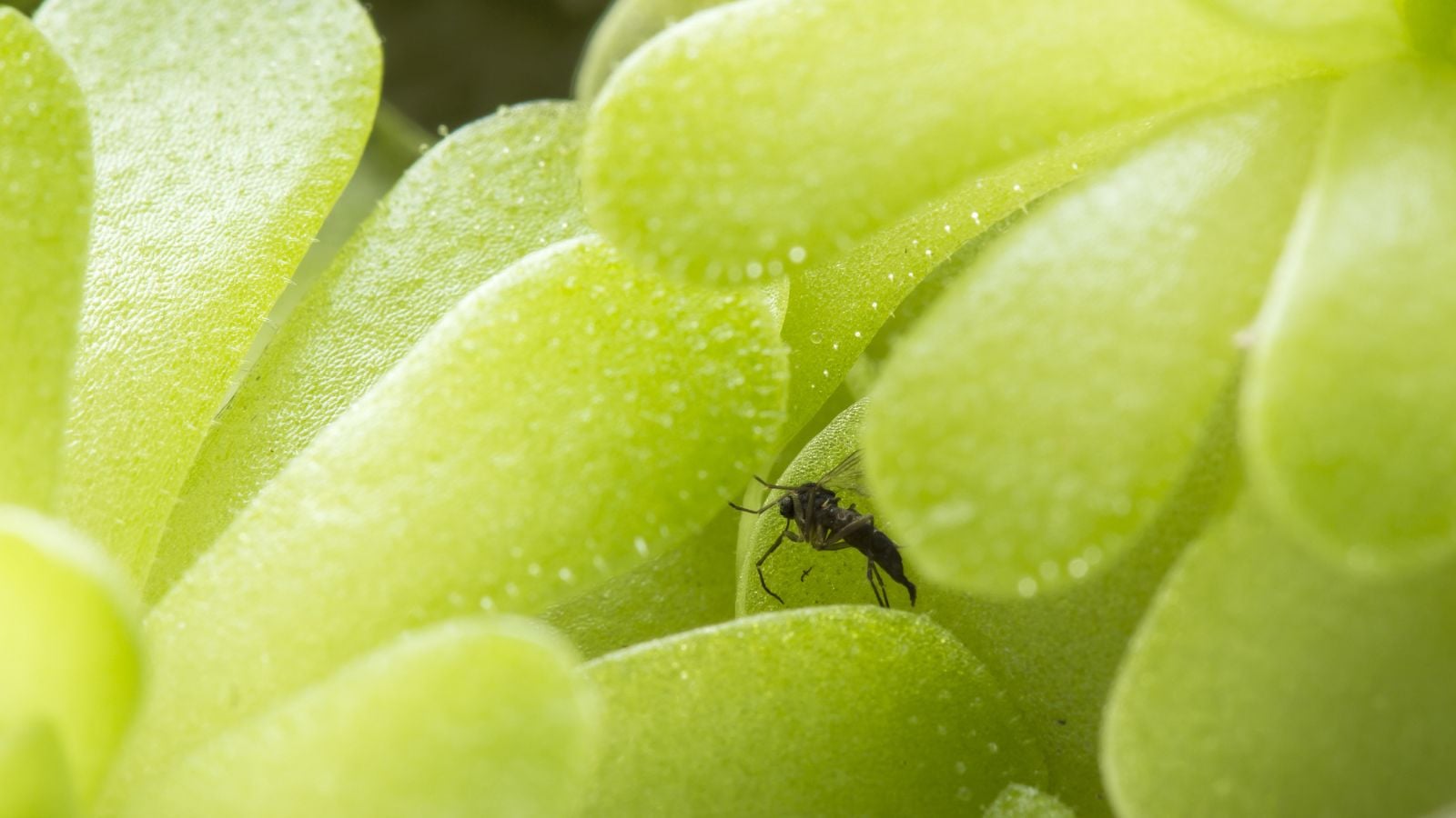 Multiple Butterwort leaves appearing bright green and sticky with an insect stuck between parts