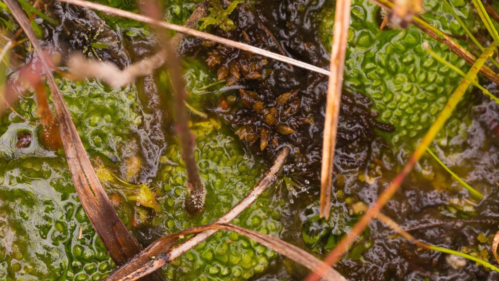 Carnivorous plants submerged in water appearing to have green and lumpy forms surrounded by other foliage