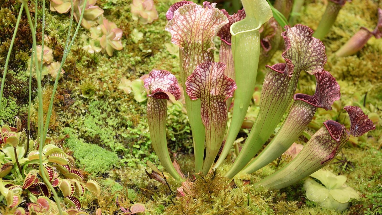 Different carnivorous plants on a rocky and wet area appearing to have green growths that look damp and vibrant