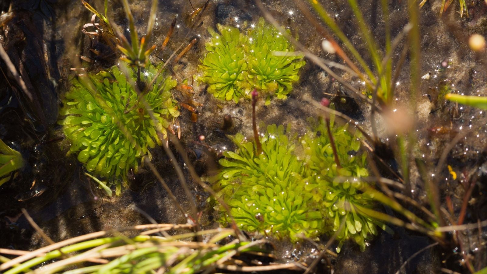 Genlisea plant appearing to have rosettes on top thriving in a swamp-like environment 