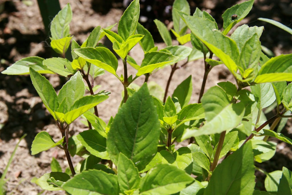 Licorice basil
