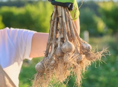 A close up of hand holding freshly harvest garlic bulbs