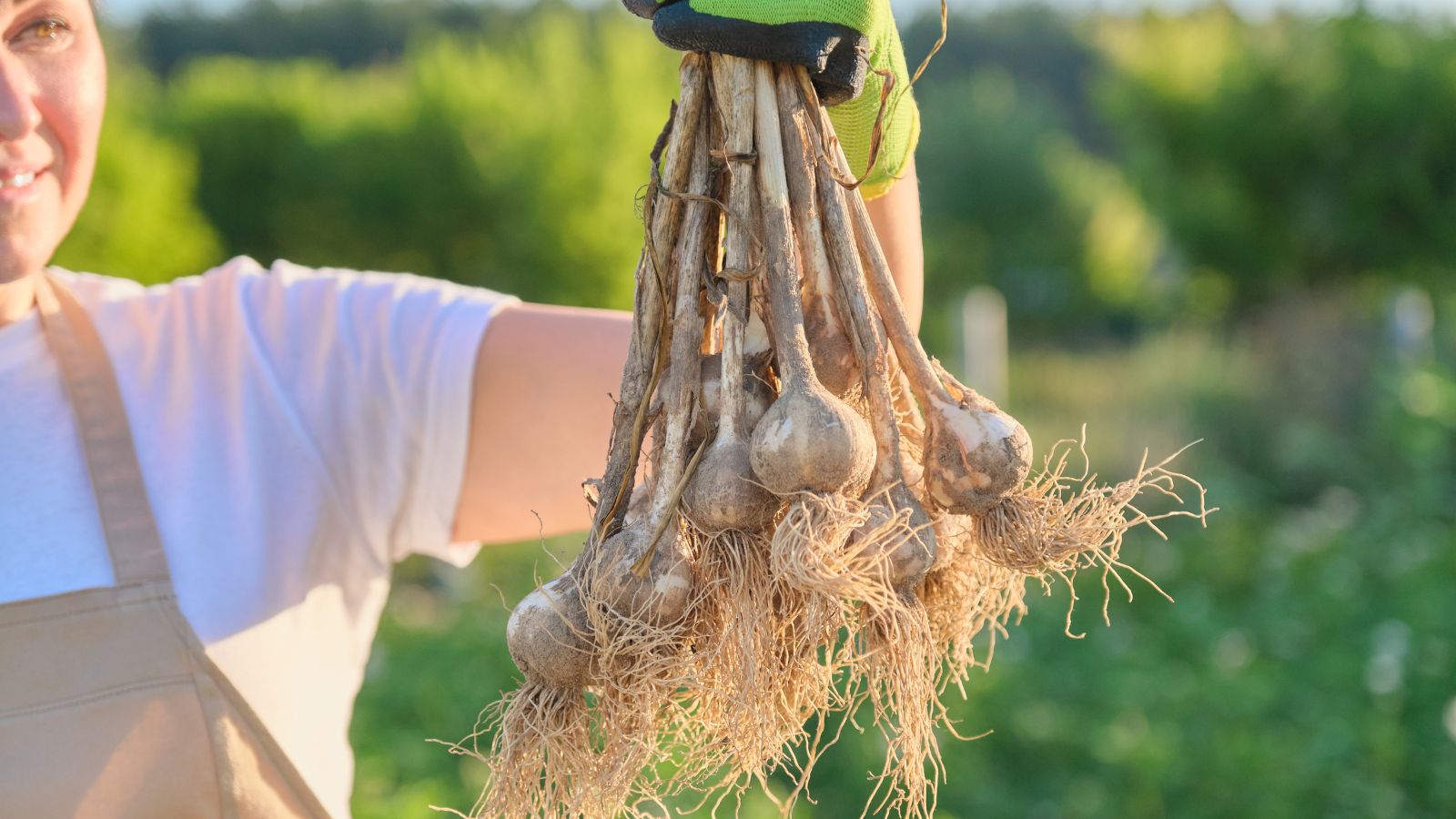 A close up of hand holding freshly harvest garlic bulbs, including hardneck garlic