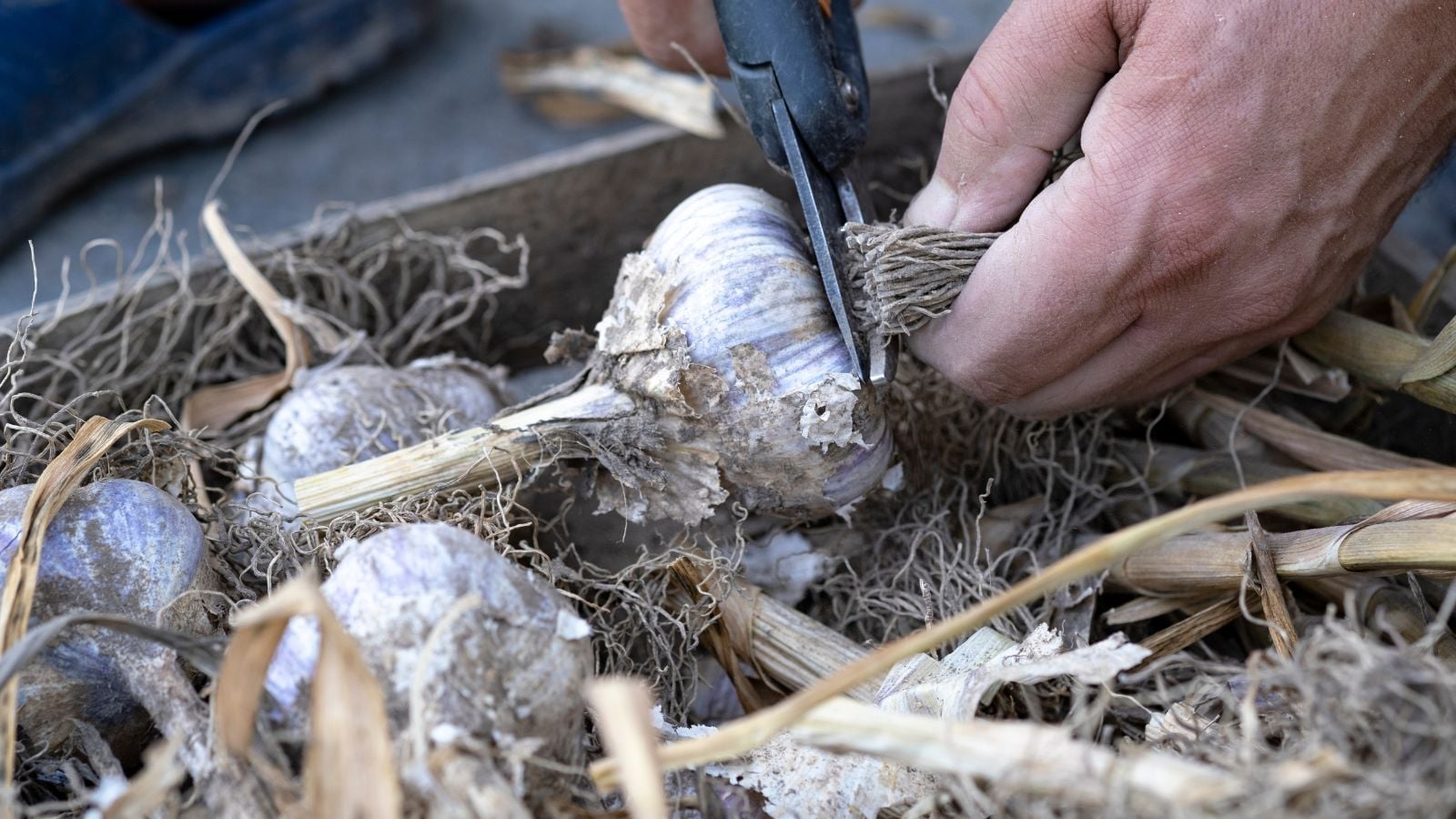 A close-up shot of a person's hand in the process of trimming hairy roots of a bulb, using a black-colored hand pruner