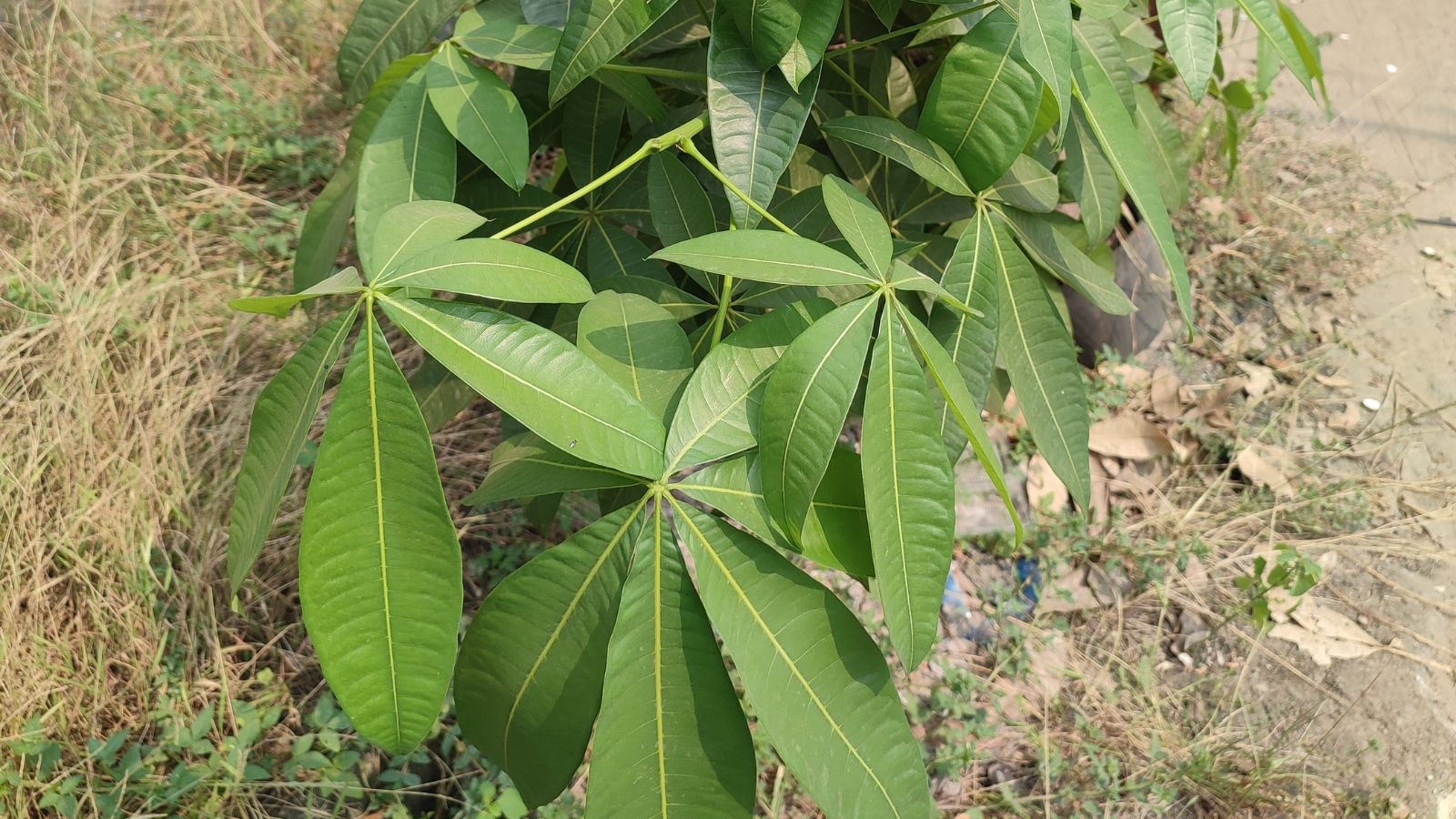 A close-up shot of a composition of lanceolate leaves and stems of a plant, situated in a grassy and sunny area outdoors