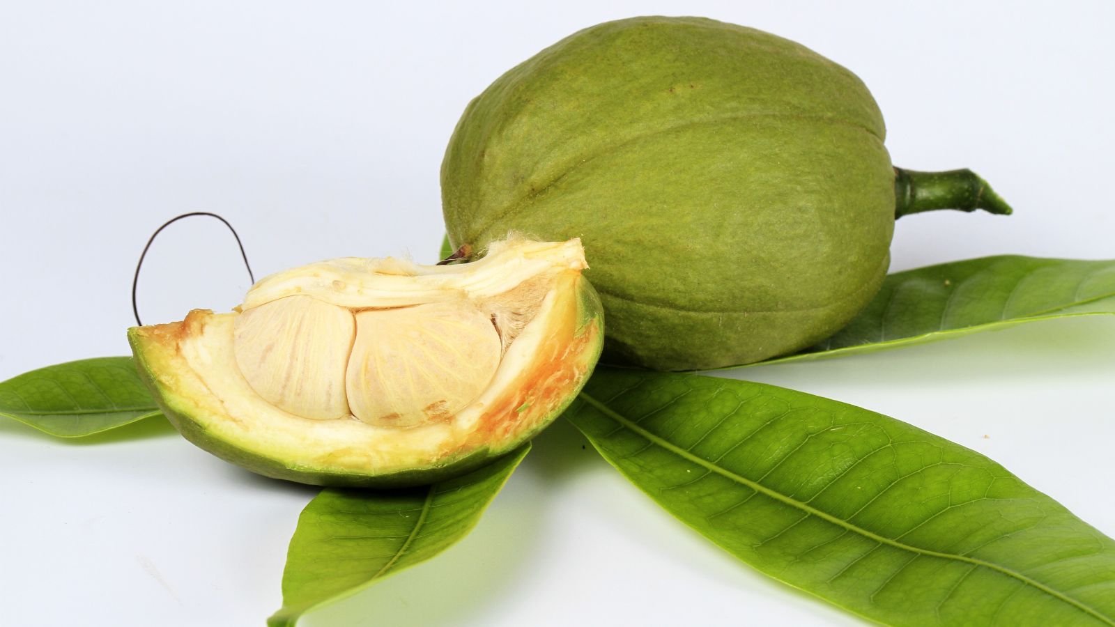 A close-up shot of a freshly harvested fruit along leaves of a plant, all placed in a well lit area indoors