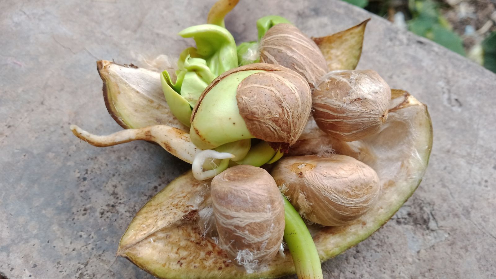 Money Tree Plant: Growing Pachira Aquatica - Epic Gardening