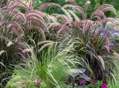 A close-up shot of a large composition of tall arching plants alongside other foliage, showcasing ornamental grasses