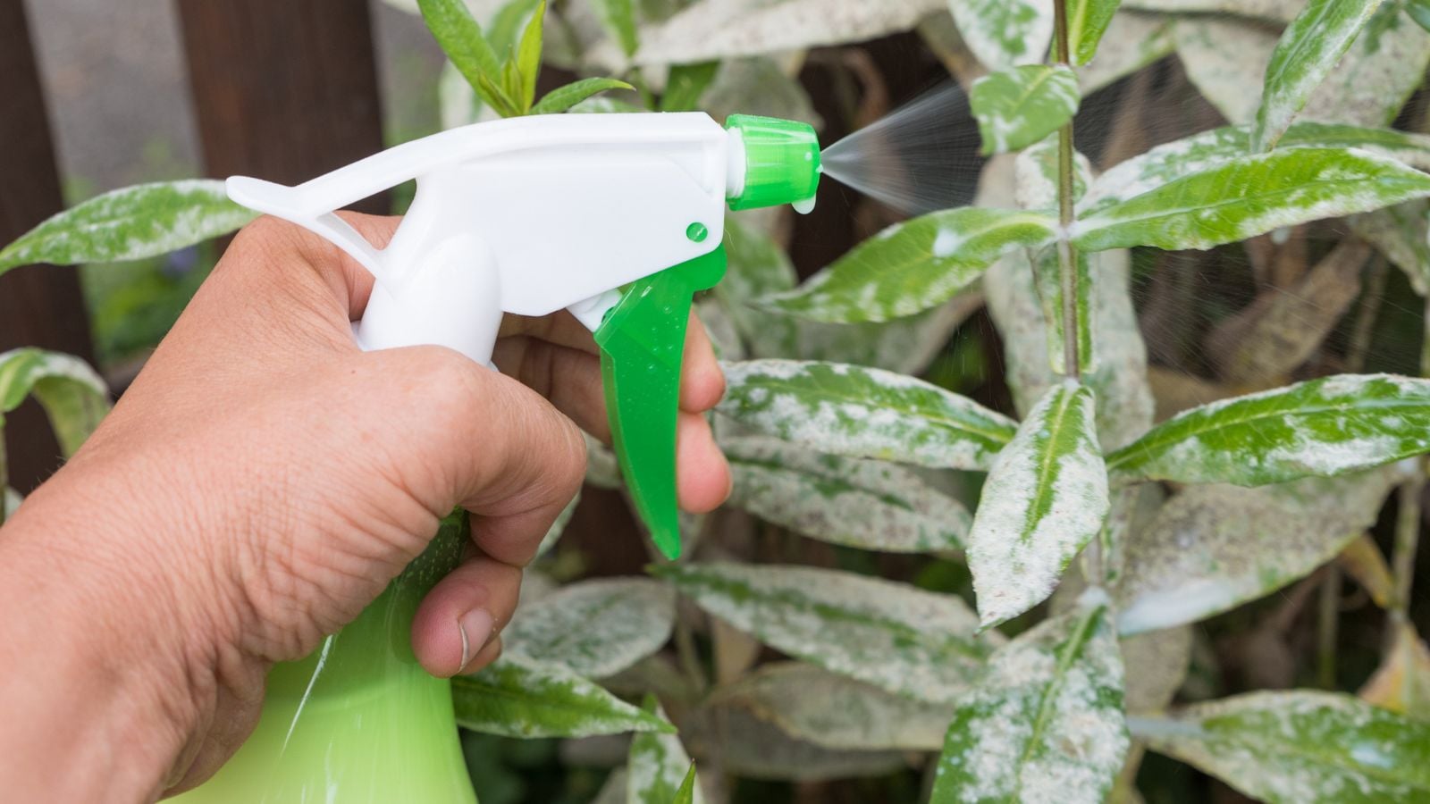 A close-up shot of a person's hand in the process of using a spray bottle, spraying diseased plants with milk, in a well lit area outdoors