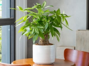 A close-up shot of a potted houseplant, placed on a table near a window, showcasing the money tree plant