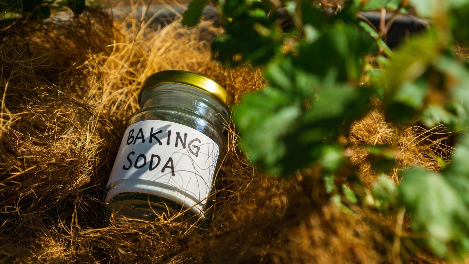 A close-up shot of a small jar of baking soda placed on mulched soil beside a developing plant, placed in a well lit area outdoors