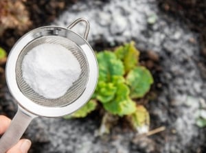 An overhead and close-up shot of a person's hand in the process of sprinkling baking soda on seedlings, showcasing how to treat plant fungus