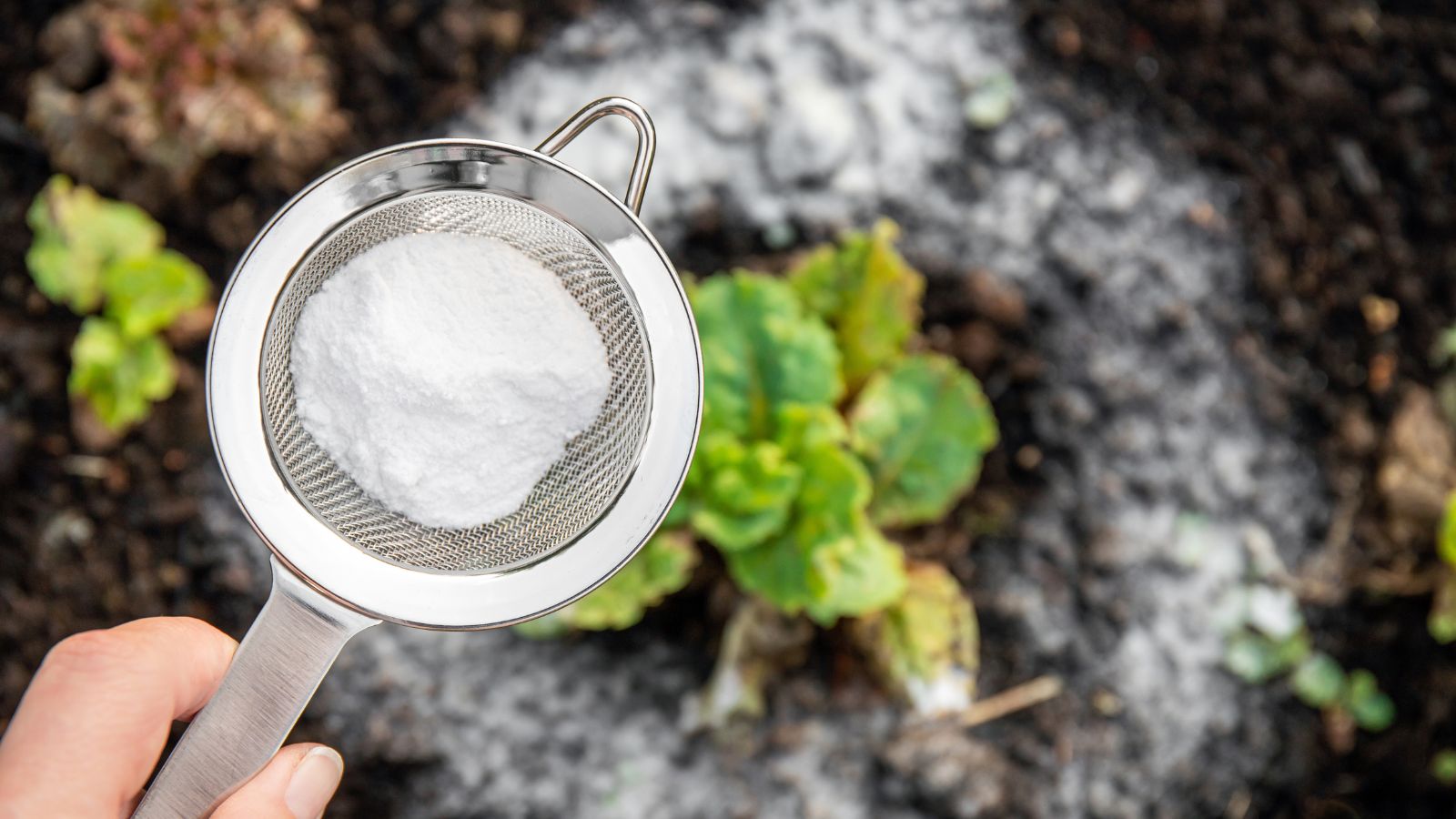 An overhead and close-up shot of a person's hand in the process of sprinkling baking soda on seedlings, showcasing how to treat plant fungus