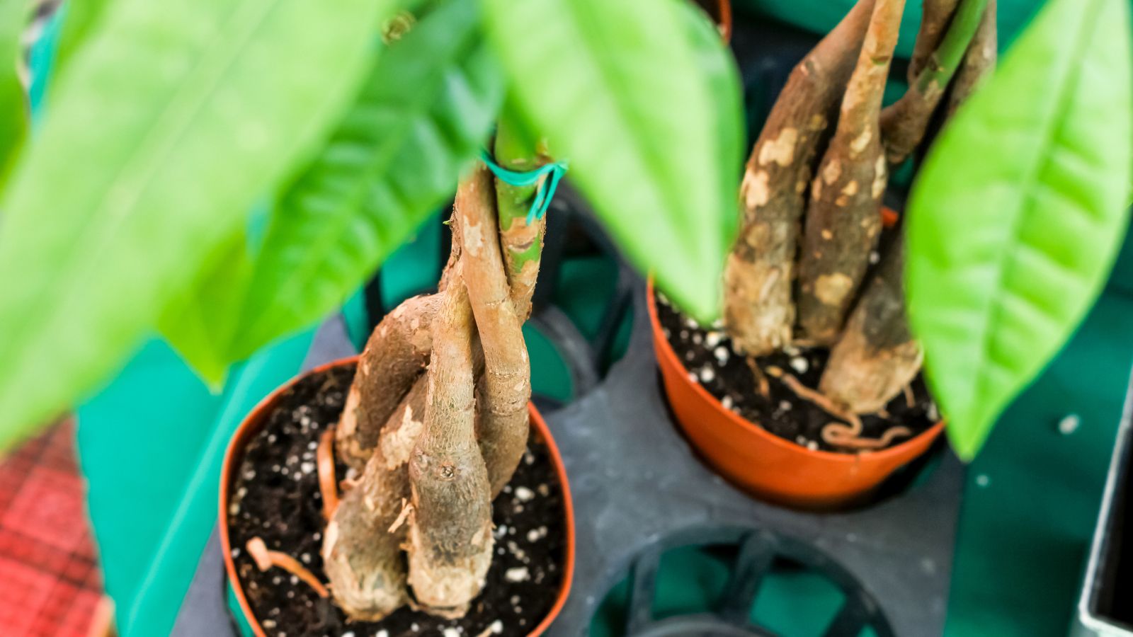 An overhead and close-up shot of potted plants, featuring their trunks on small pots