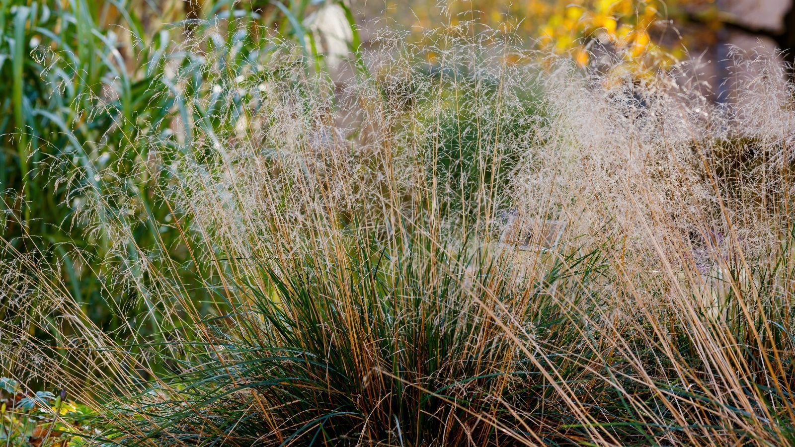 A close-up shot of a large composition of tall, slender, brown blades of the Deschampsia cespitosa