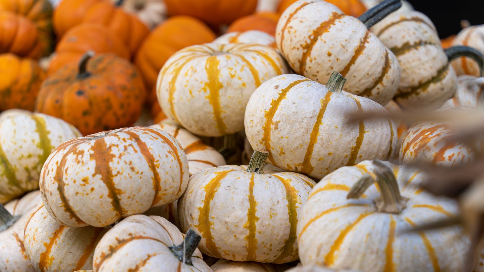 A pile of Hooligan crops appearing white with orange crevices making them look lovely
