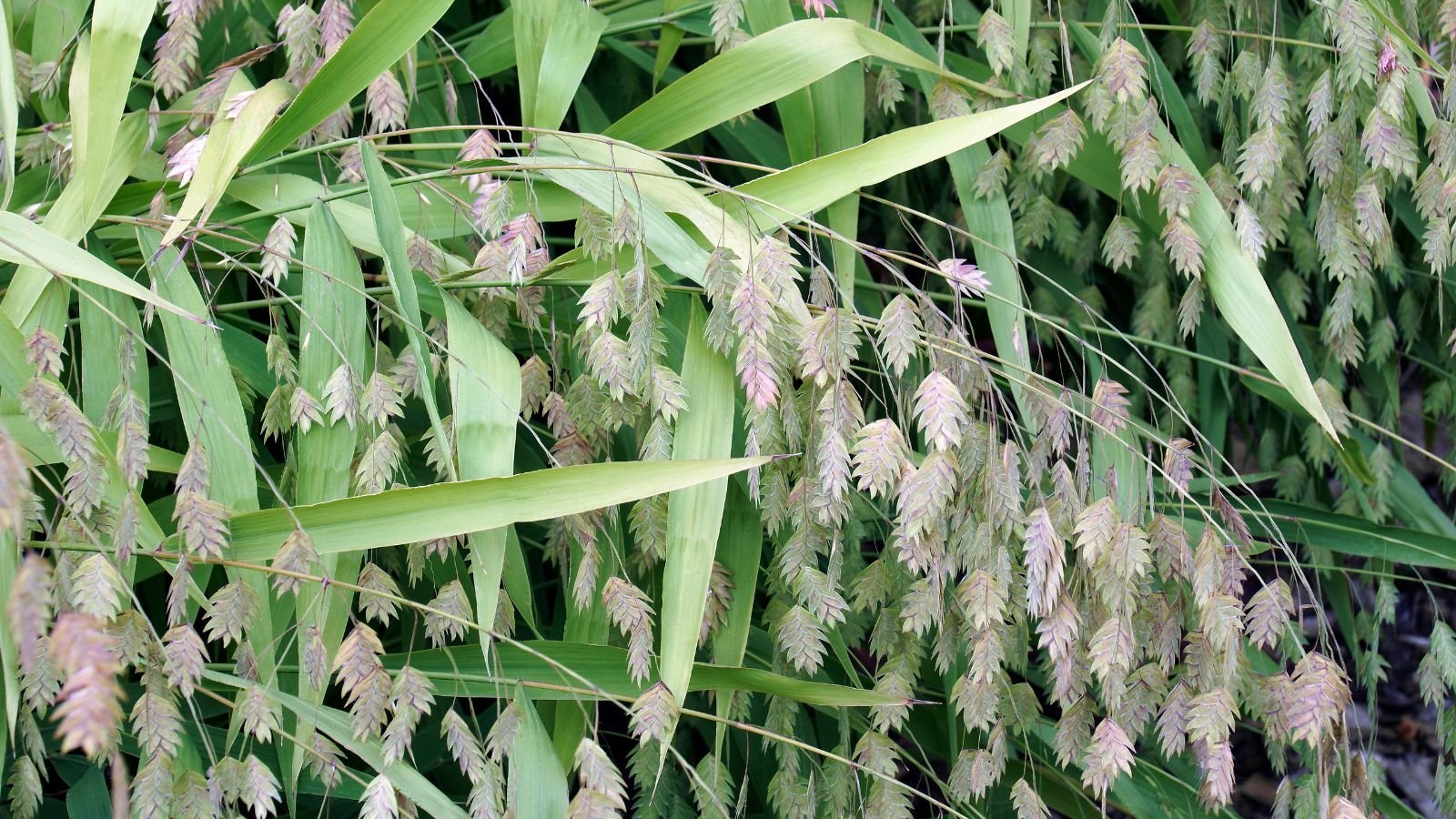 A close-up shot of a large composition of tall green blades alongside flat spiky flowers of the Northern Sea Oats