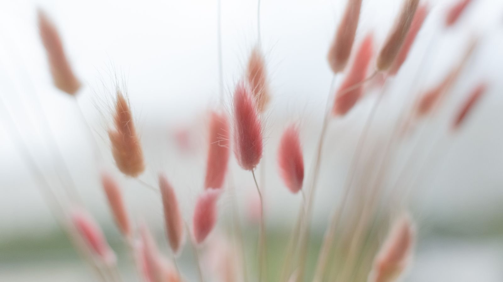 A close-up shot of a small composition of fuzzy red-pink colored blooms of the Red Bunny Tails