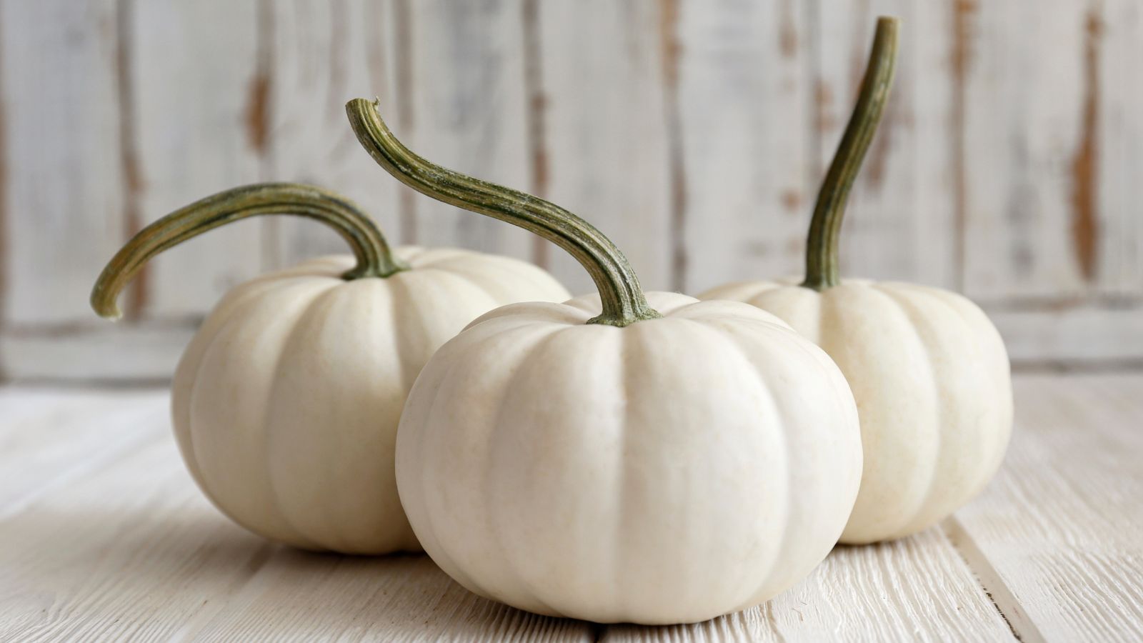Three pieces of Silver Moon crops appearing round and bright white on a white wooden surface