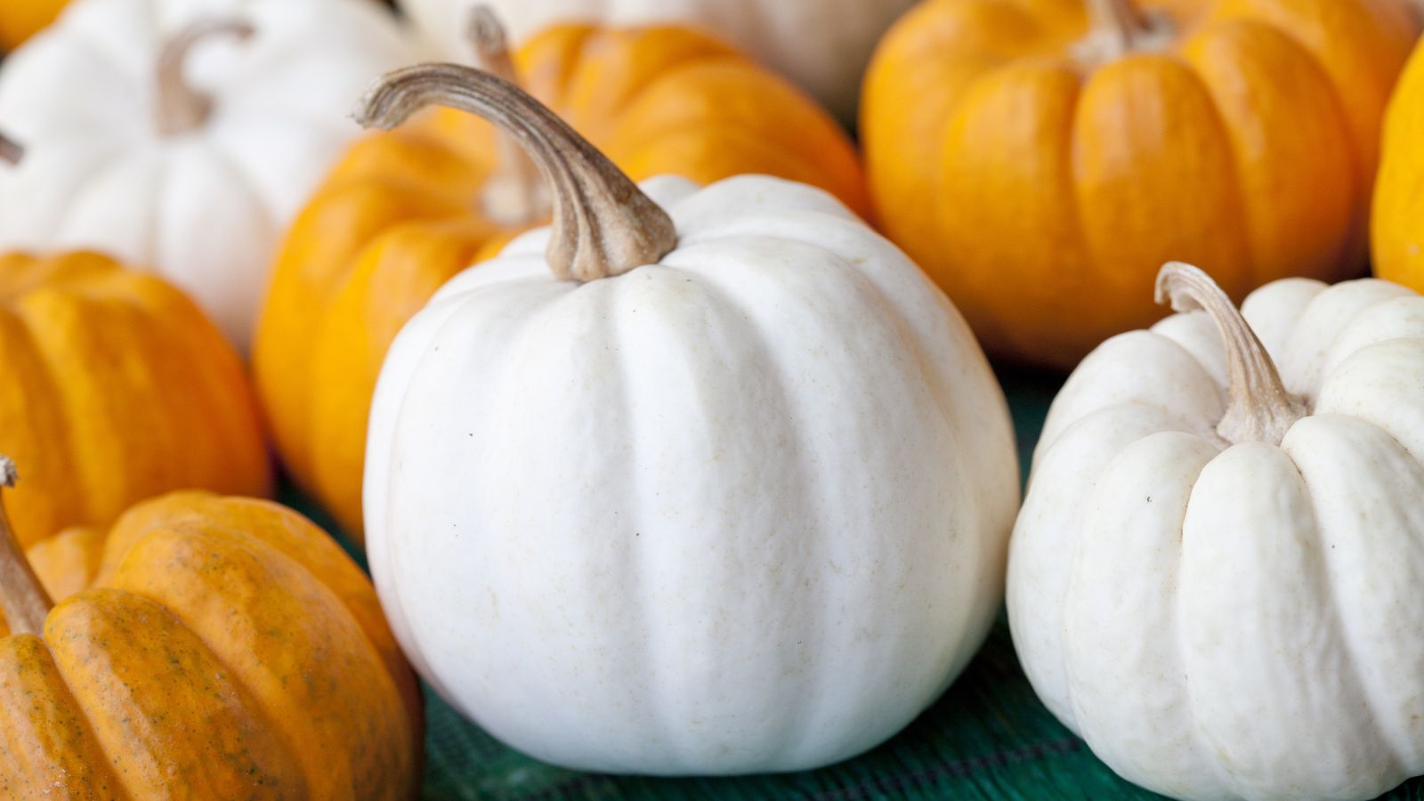 Pieces of White Ghost crops appearing white and round, surrounded by other orange crops