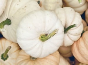 A pile of crops with white pumpkins stacked on top of one another, with some pieces appearing yellowish