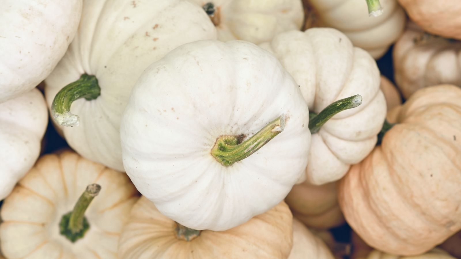 A pile of crops with white pumpkins stacked on top of one another, with some pieces appearing yellowish