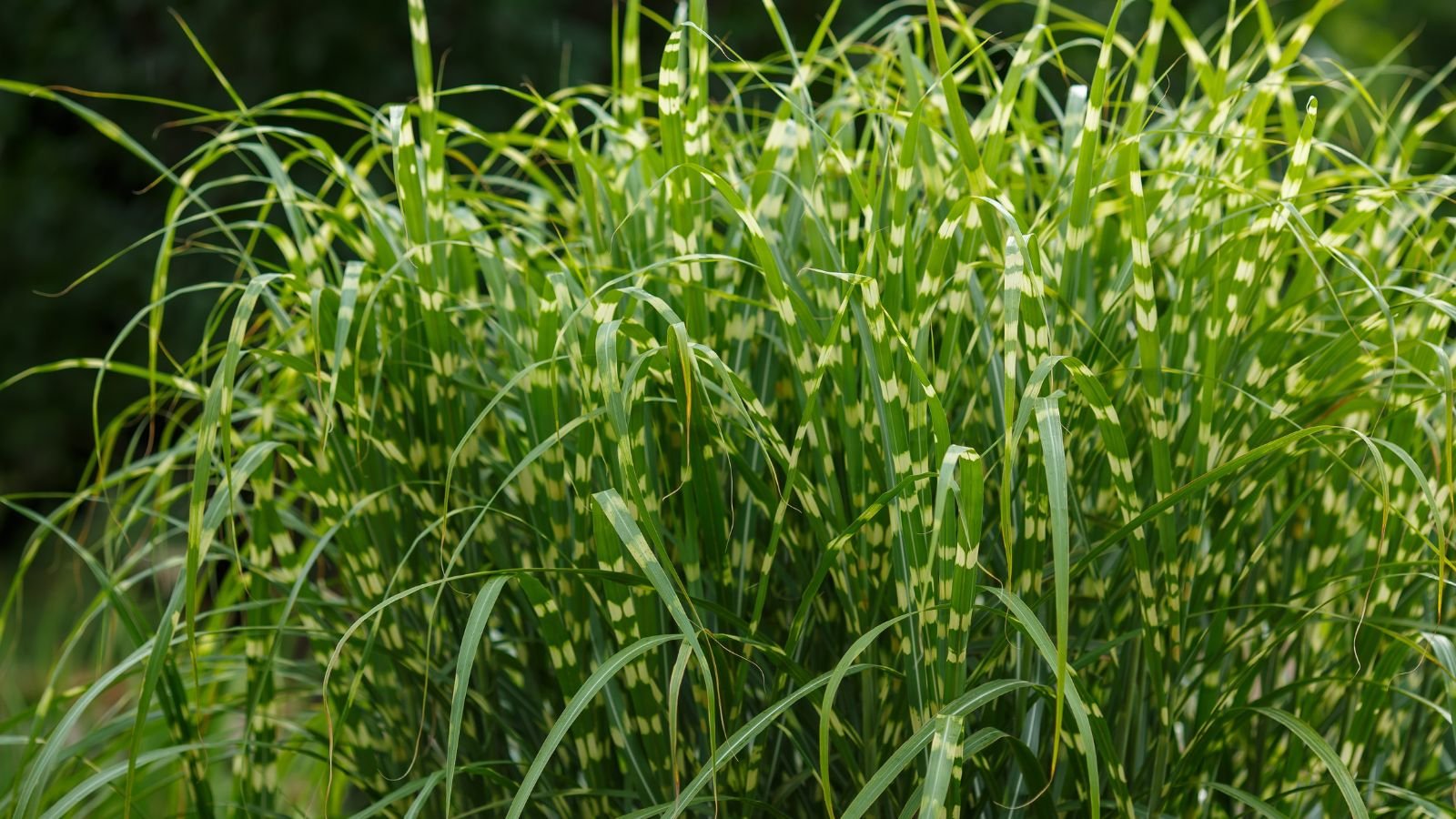 A close-up shot of a large composition of tall, arching, blades of a plant called Miscanthus sinensis, featuring their striped leaves