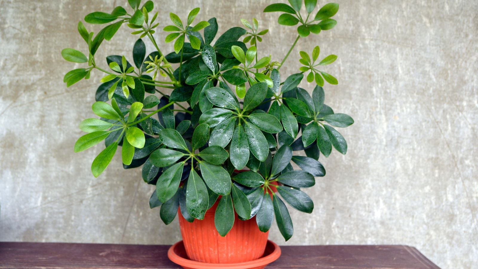 A close-up shot of a compact houseplant placed on a small red colored pot, showcasing how to grow umbrella tree